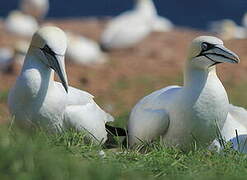 Northern Gannet