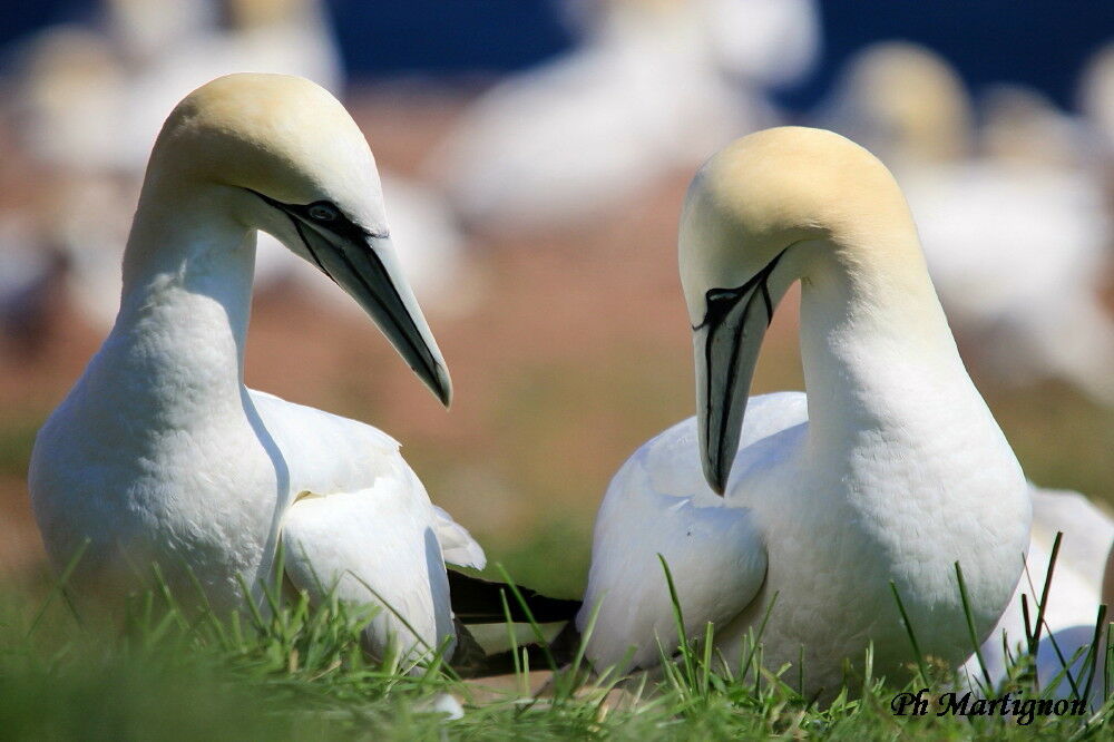 Northern Gannet