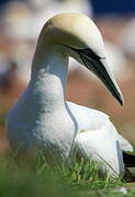 Northern Gannet