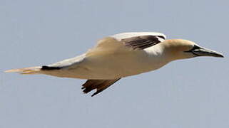 Northern Gannet