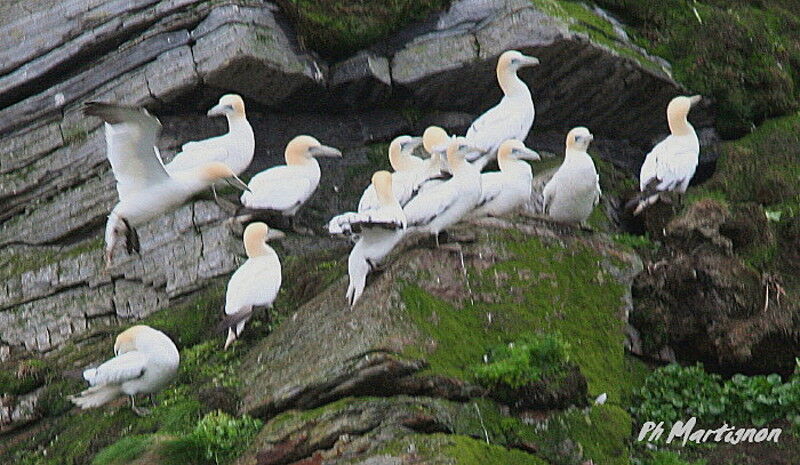 Northern Gannet, identification