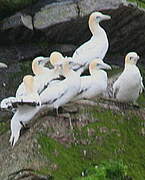 Northern Gannet