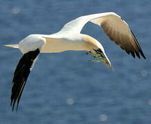 Northern Gannet