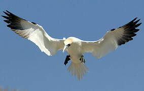 Northern Gannet