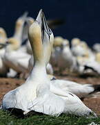 Northern Gannet