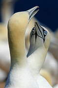 Northern Gannet