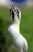 Northern Gannet