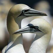 Northern Gannet