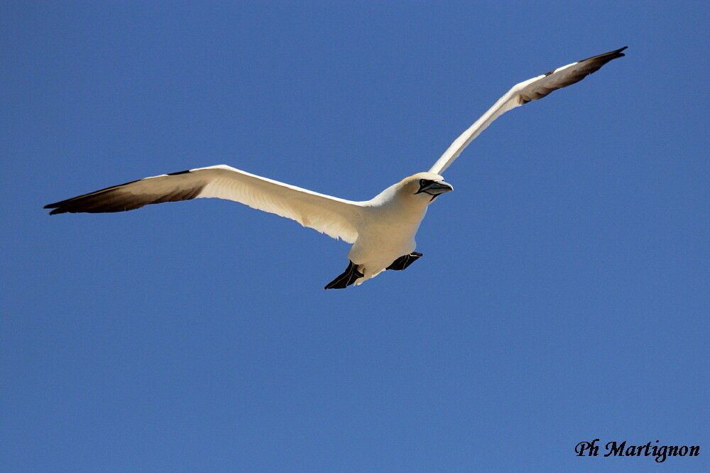 Northern Gannet