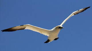 Northern Gannet