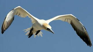 Northern Gannet