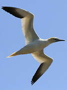 Northern Gannet