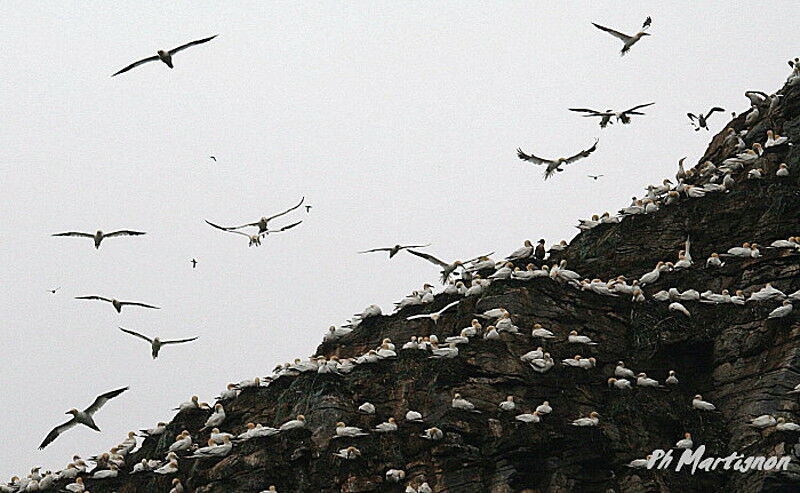 Northern Gannet, Flight