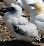 Northern Gannet