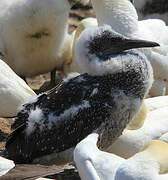 Northern Gannet