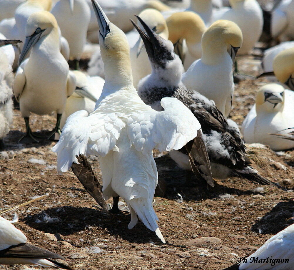 Northern Gannet