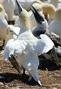 Northern Gannet