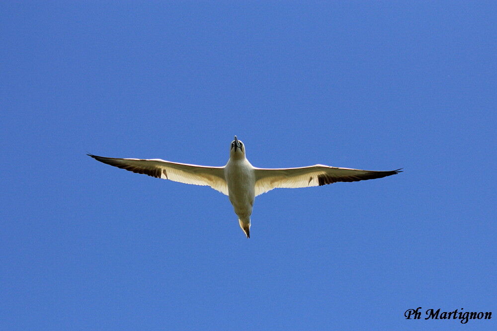 Northern Gannet