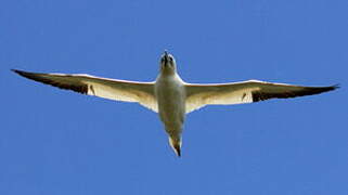 Northern Gannet