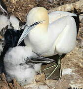 Northern Gannet