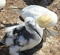 Northern Gannet