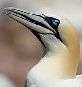 Northern Gannet