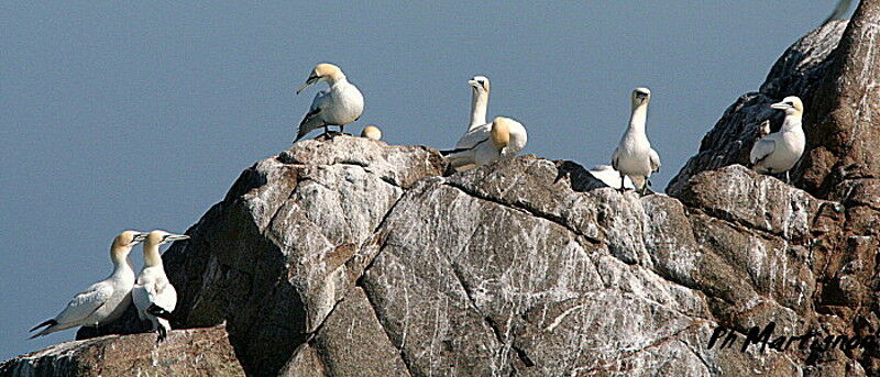 Northern Gannet, identification