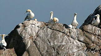 Northern Gannet