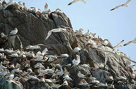 Northern Gannet