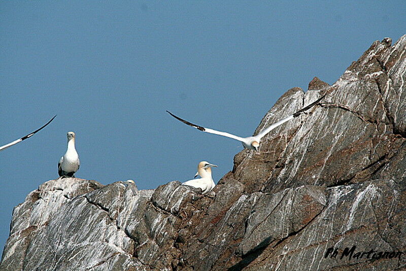 Northern Gannet, identification