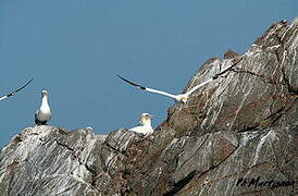 Northern Gannet