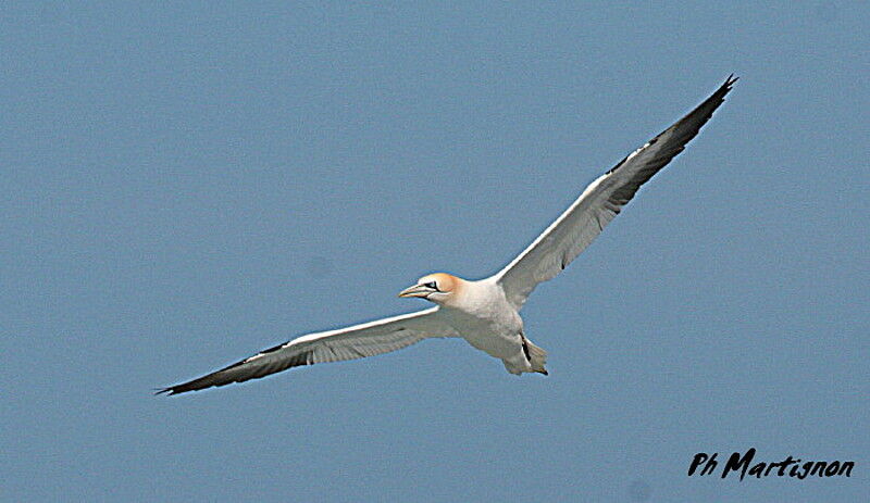 Northern Gannet, Flight