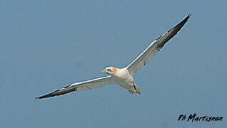 Northern Gannet