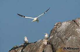 Northern Gannet