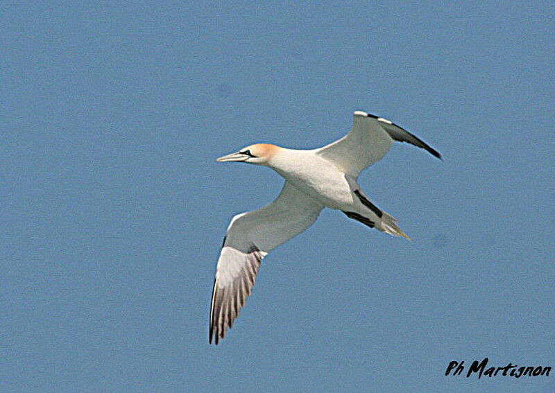 Northern Gannet, Flight