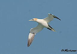 Northern Gannet