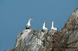 Northern Gannet