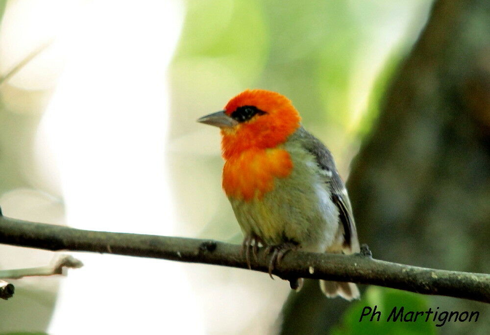 Mauritius Fody male, identification