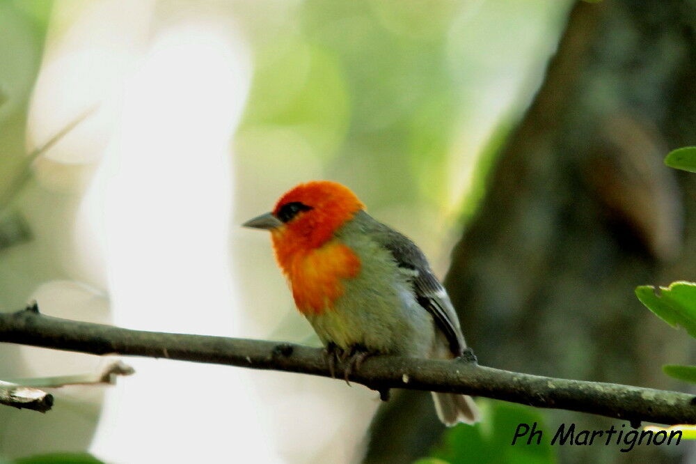 Mauritius Fody male, identification