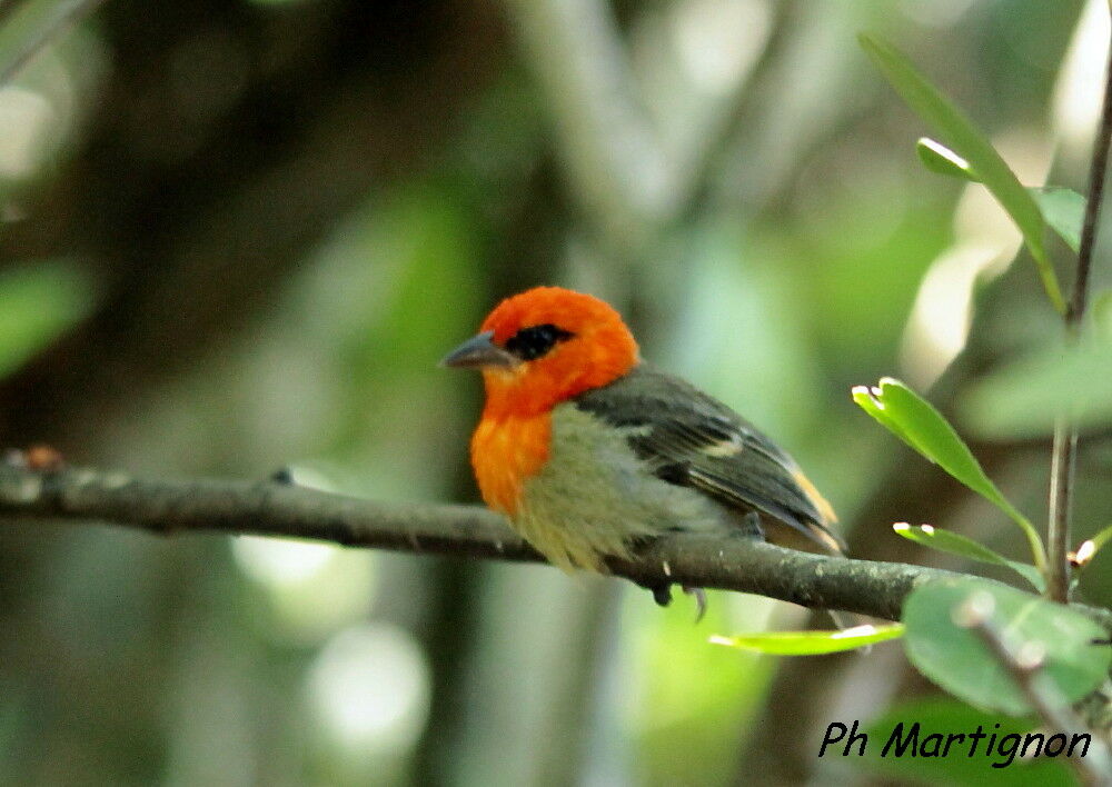 Mauritius Fody male, identification