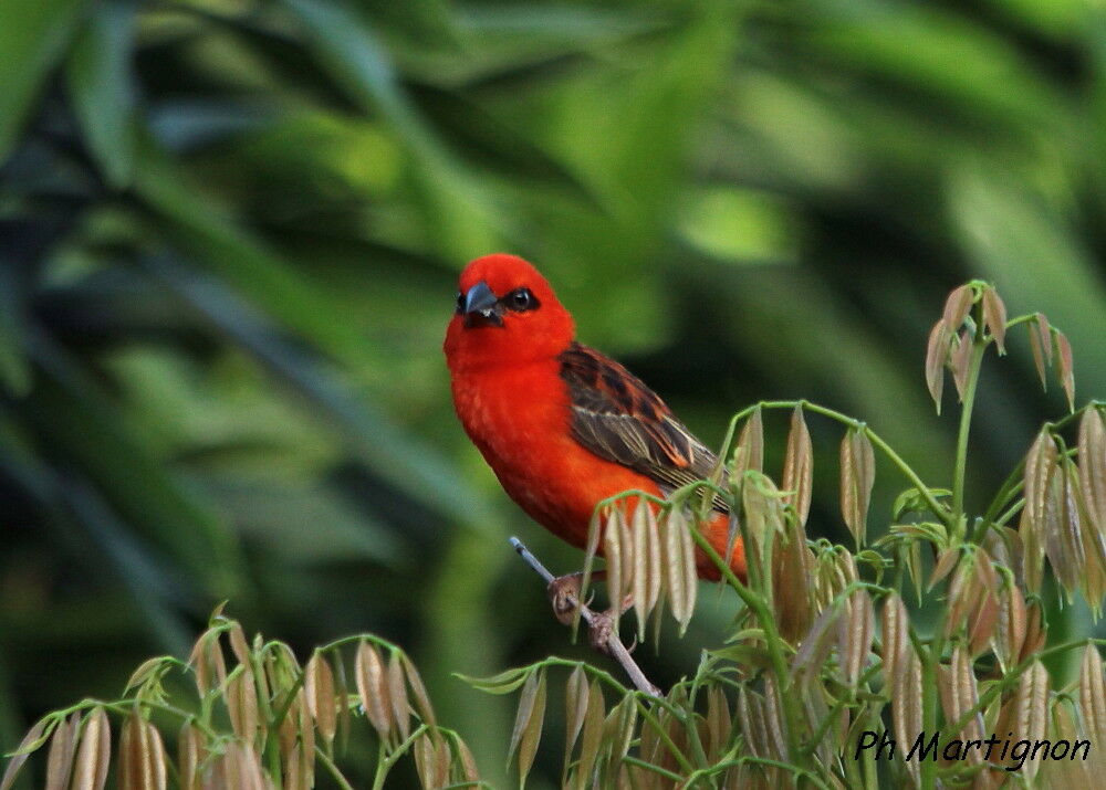 Foudi rouge, identification