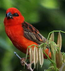 Foudi rouge