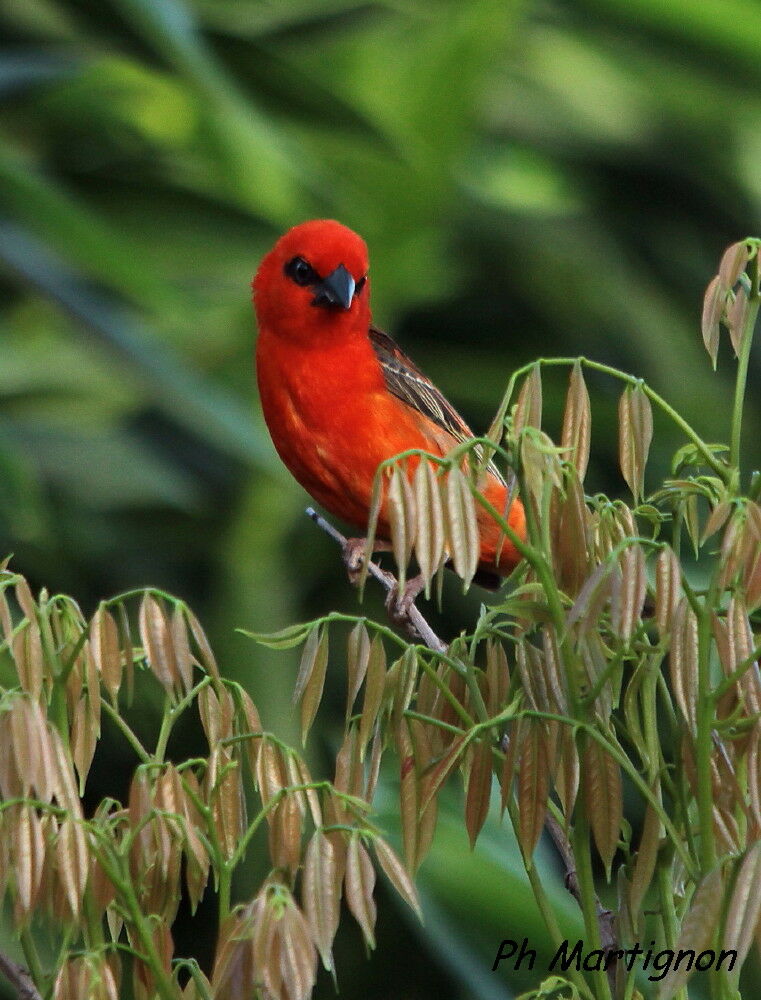 Foudi rouge, identification