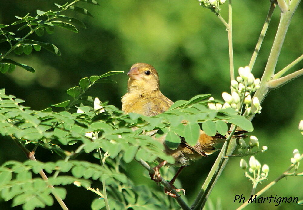 Red Fody female, identification