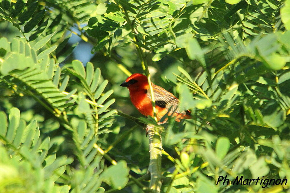 Foudi rouge mâle, identification