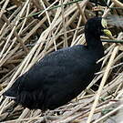 Foulque à jarretières