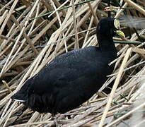 Red-gartered Coot