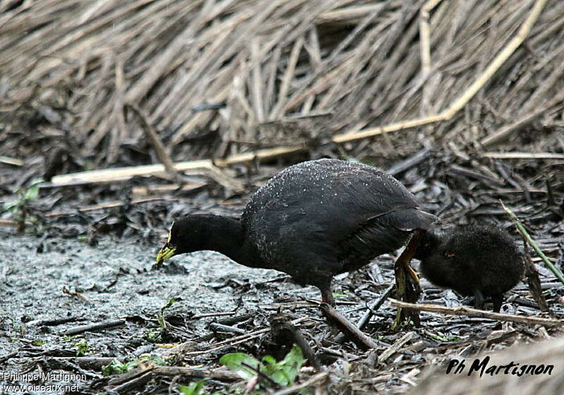 Red-gartered Coot, habitat