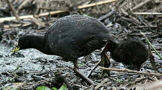 Red-gartered Coot