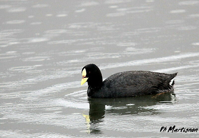 Red-gartered Coot